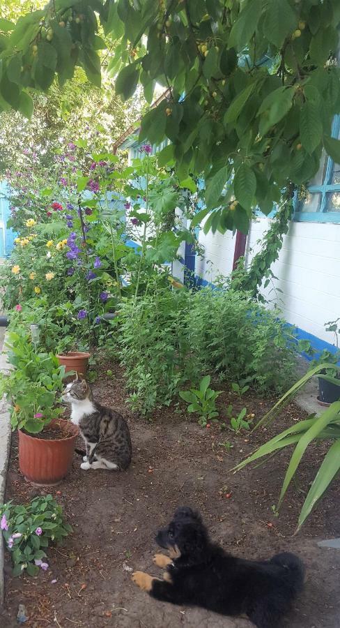 הוילה יורילובקה Casa Bunicilor Granny'S House מראה חיצוני תמונה